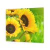 Ochranná deska květy slunečnice na zeleném (Lepení na zeď S lepením na zeď, Rozměr 70x70 cm)