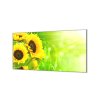 Ochranná deska květy slunečnice na zeleném (Lepení na zeď S lepením na zeď, Rozměr 70x70 cm)