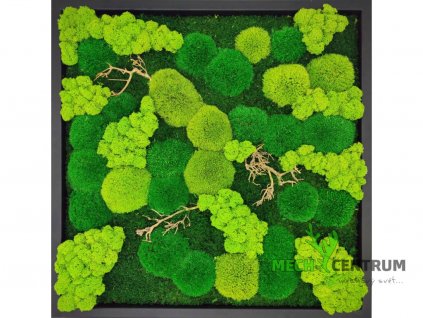 Mechový obraz Queen 56 x 56 cm | černý tenký rám