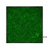 Mechový obraz Emerald 56 x 56 cm | černý tenký rám