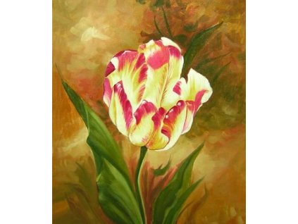 Obraz - Tulipán (Rozměr 50 cm x 40 cm)