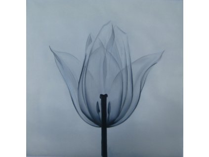 Obraz - Tulipán (Rozměr 100 cm x 100 cm)