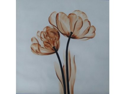 Obrazy - Krása (Rozměr 100 cm x 100 cm)