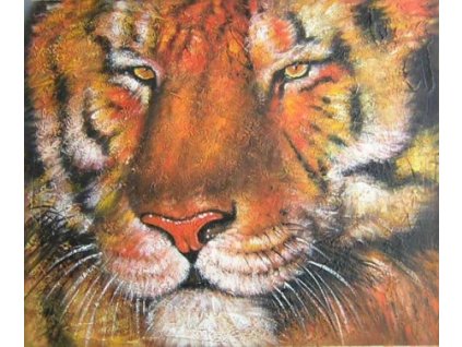 Obraz - Tygr (Rozměr 50 cm x 60 cm)