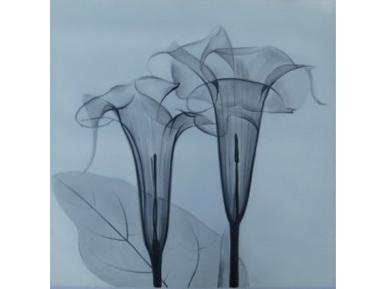 Obrazy - Zvonky (Rozměr 100 cm x 100 cm)