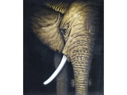 Obraz - Slon (Rozměr 60 cm x 50 cm)