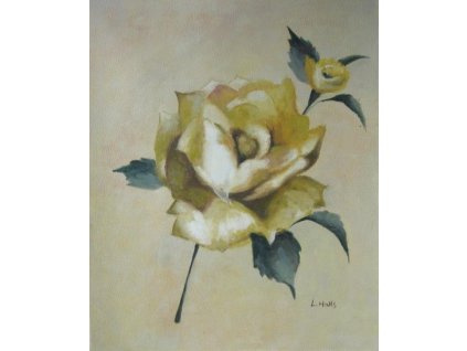 Obraz - Bílá růže (Rozměr 50 cm x 40 cm)