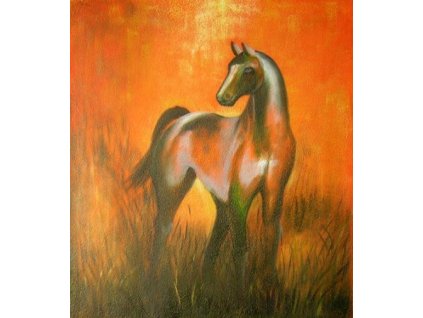 Obraz - Kůň př západu slunce (Rozměr 50 cm x 40 cm)