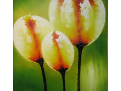 Obrazy - Tulipány (Rozměr 100 cm x 100 cm)