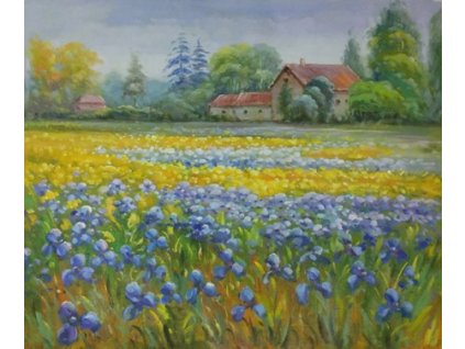 Obraz - Kosatce (Rozměr 50 cm x 60 cm)
