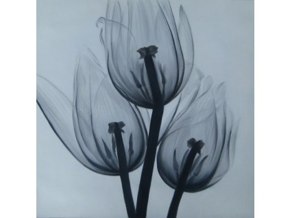 Obraz - Tři tulipány (Rozměr 100 cm x 100 cm)