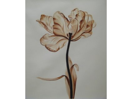 Obraz - Jemnost (Rozměr 50 cm x 40 cm)