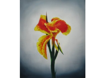 Obraz - Oranžový květ (Rozměr 50 cm x 40 cm)