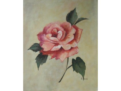 Obraz - Růžová růže (Rozměr 50 cm x 40 cm)