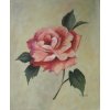 Obraz - Růžová růže (Rozměr 50 cm x 40 cm)