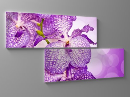 Obraz fialová orchidej 1