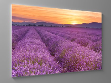 Obraz provence 1