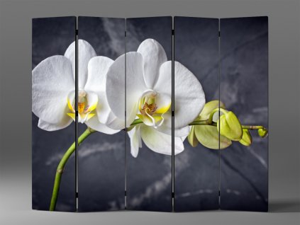 PARAVÁN BÍLÁ ORCHIDEJ NA ČERNÉM POZADÍ 1