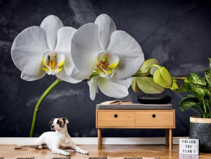 Tapeta bílá orchidej na černém pozadí 1