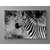 Černobílý obraz zebra 2