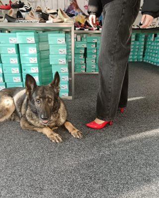 Lodičky Piccadilly, Obuv Praha a pejsek 🐾👠 Jednoduchá kombinace, která funguje. Pohodlné lodičky , spokojená zákaznice a...