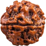 rudraksha