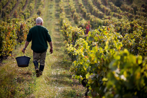 BURGUNDSKO: PROZKOUMEJTE TERROIR FRANCOUZSKÉHO DĚDICTVÍ