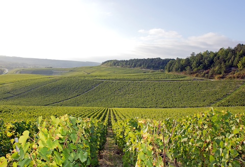 chablis3