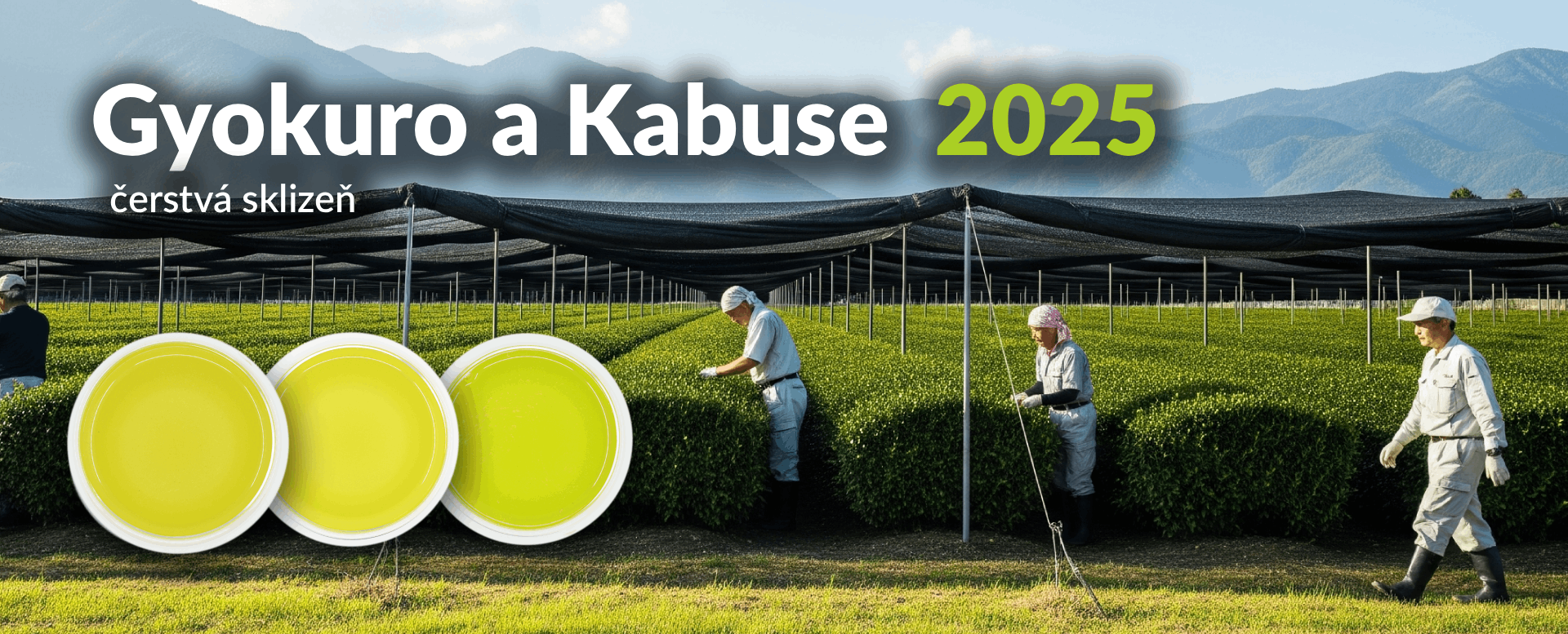 Gyokuro Kabuse