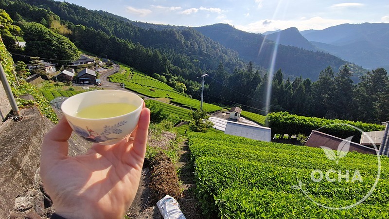 Ocha_cajova-farma_003