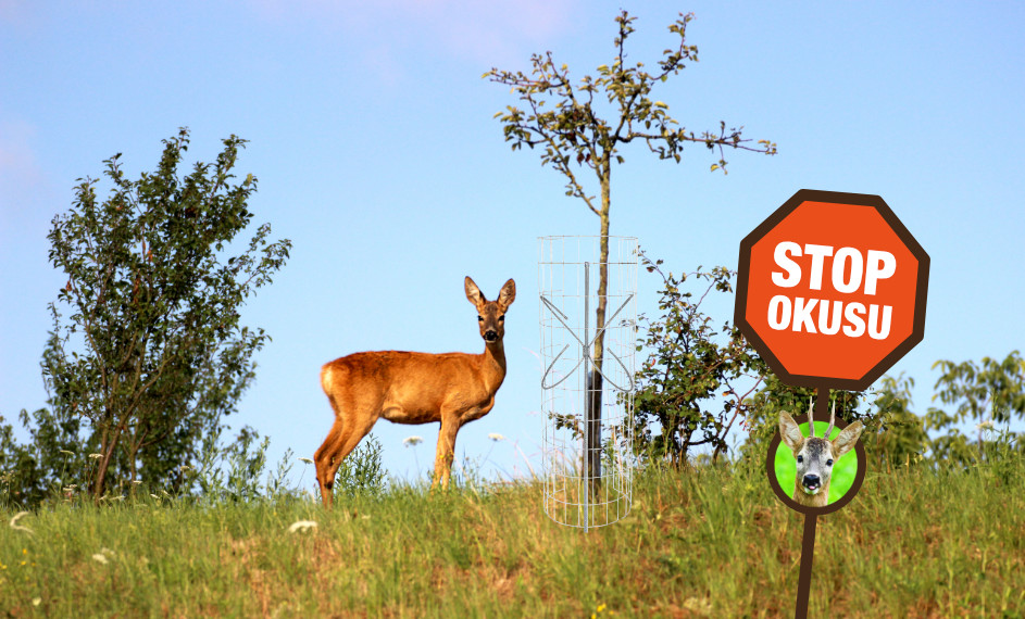 Motýle - ochrana proti okusu