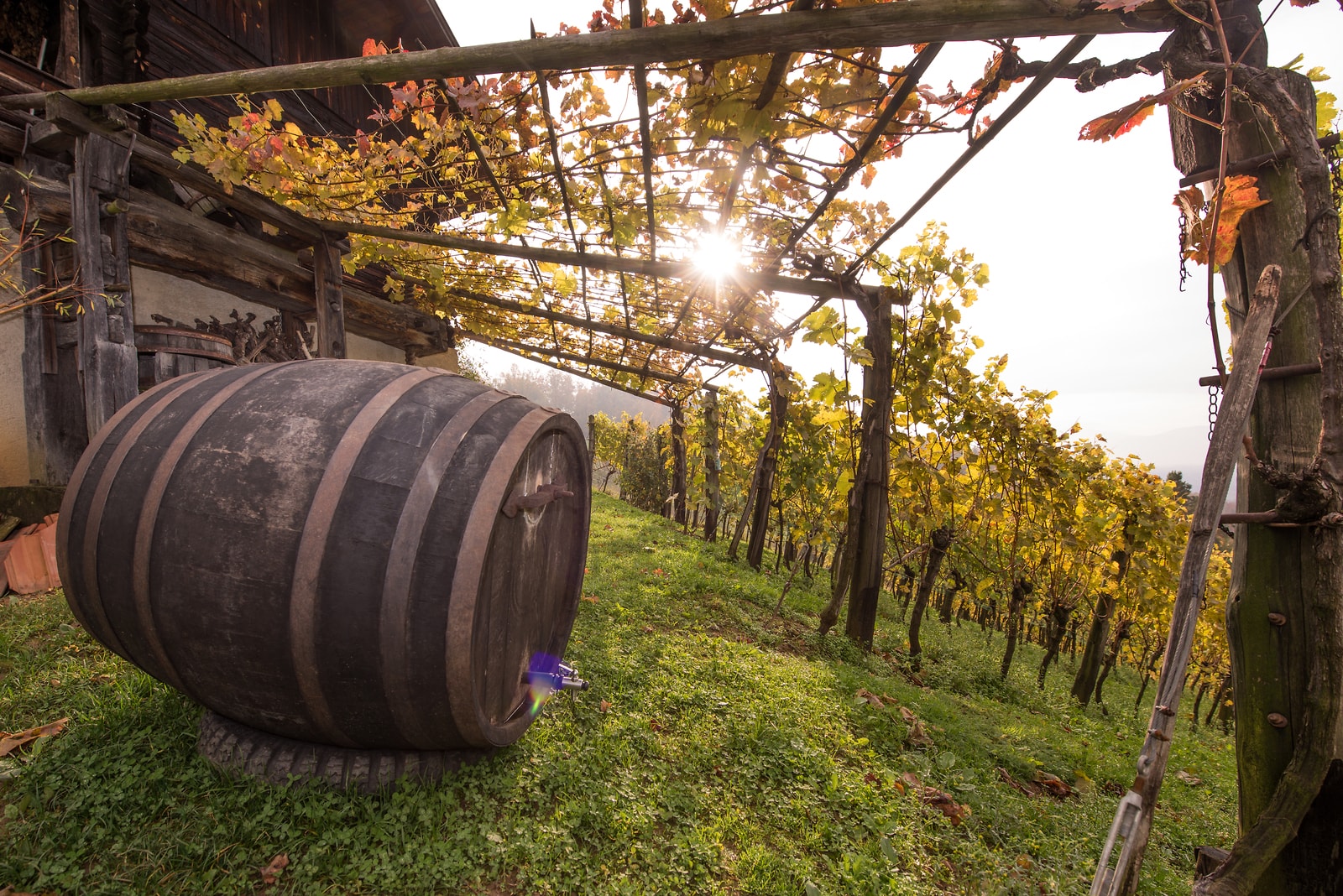 Slovinské vinařské regiony II. – Posavje (Posáví)
