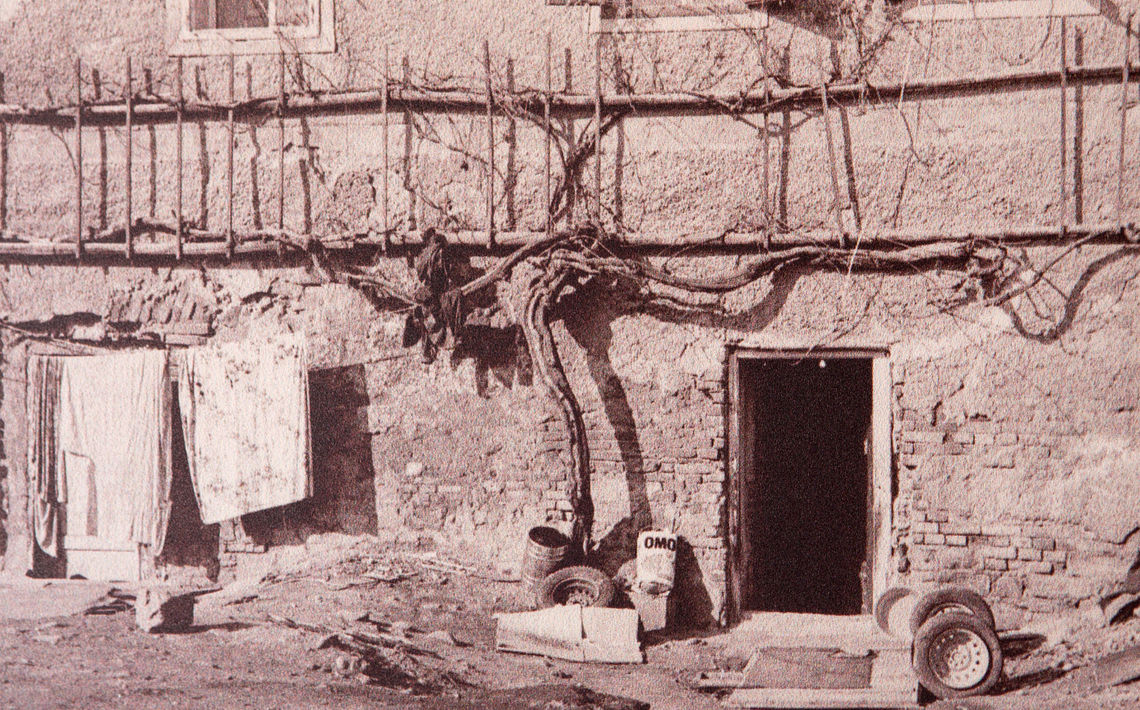 Věděli jste, že nejstarší vína réva na světě se nachází ve Slovinsku?