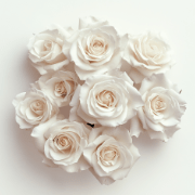 Biela_ruza_180x180