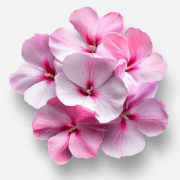cyklamen_180x180