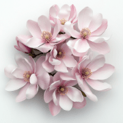magnolie_180x180