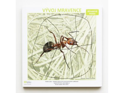 Vývoj mravence