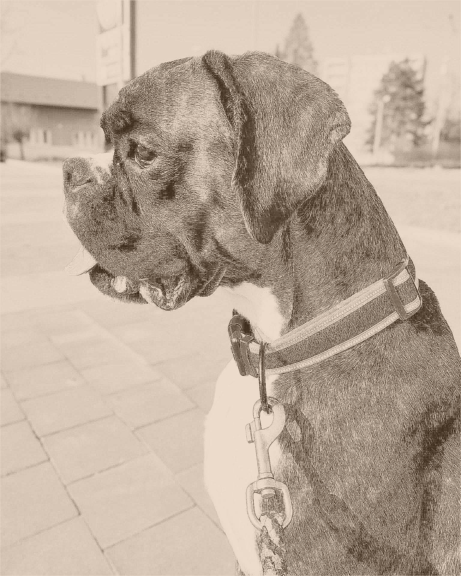 Náhled fotografie vypálené na dřevě - boxer