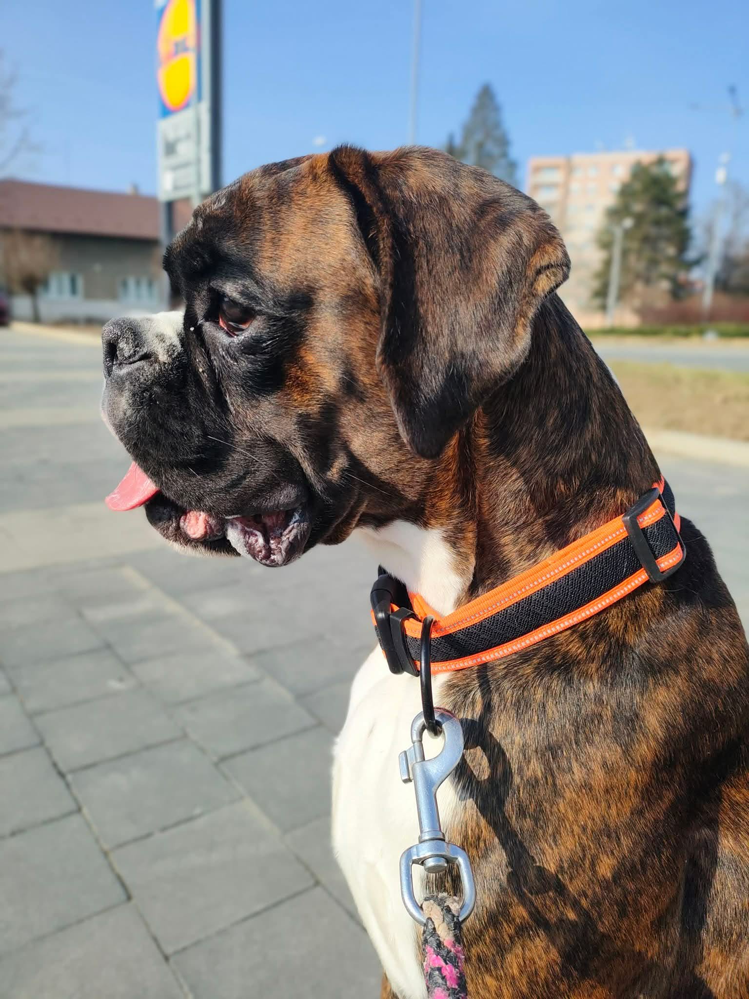 Originální fotografie - boxer
