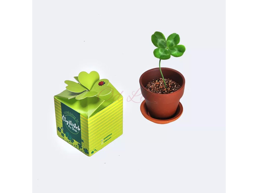 vypestuj si ctyrlistek.jpg.big