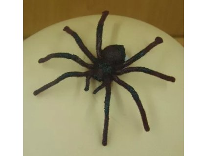 tarantule vetsi 7 5cm.jpg.big