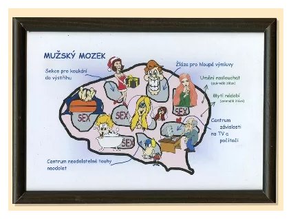 muzsky mozek schema.jpg.big