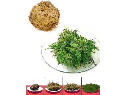 ruze z jericha.jpg.big