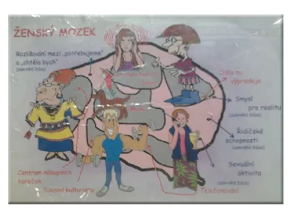 zensky mozek schema.jpg.big