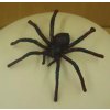 tarantule vetsi 7 5cm.jpg.big