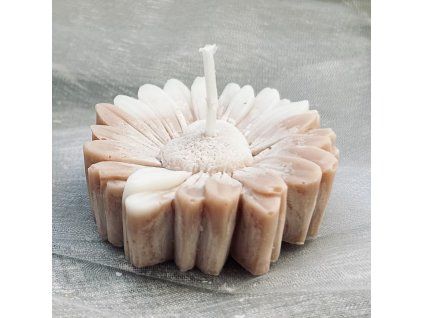 sedmikráska "hnědá"