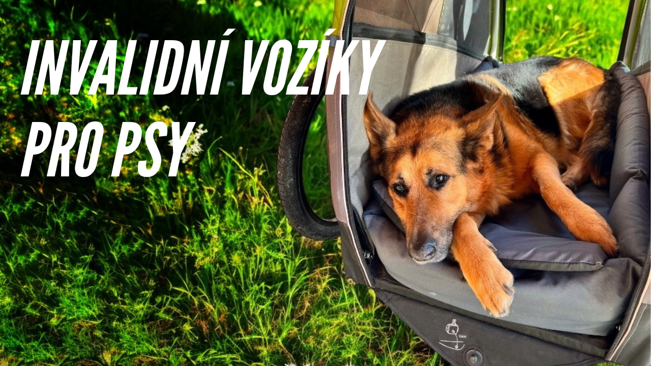 Invalidní vozíky pro psy
