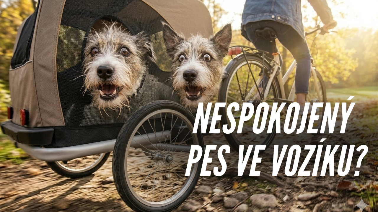 Proč je váš pes nespokojený ve vozíku za kolem?