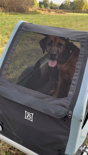 burley-bark-ranger-dog-xl-miky-kabina_1