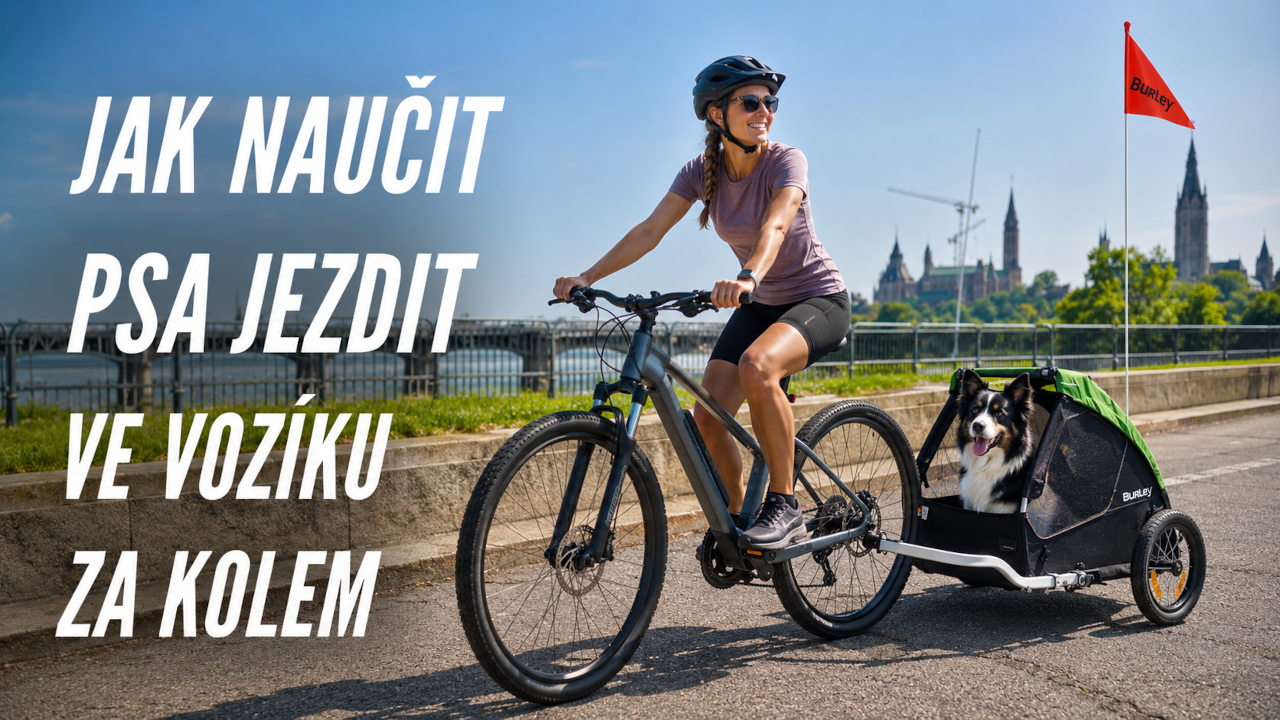 jak-naucit-jezdit-psa-ve-voziku